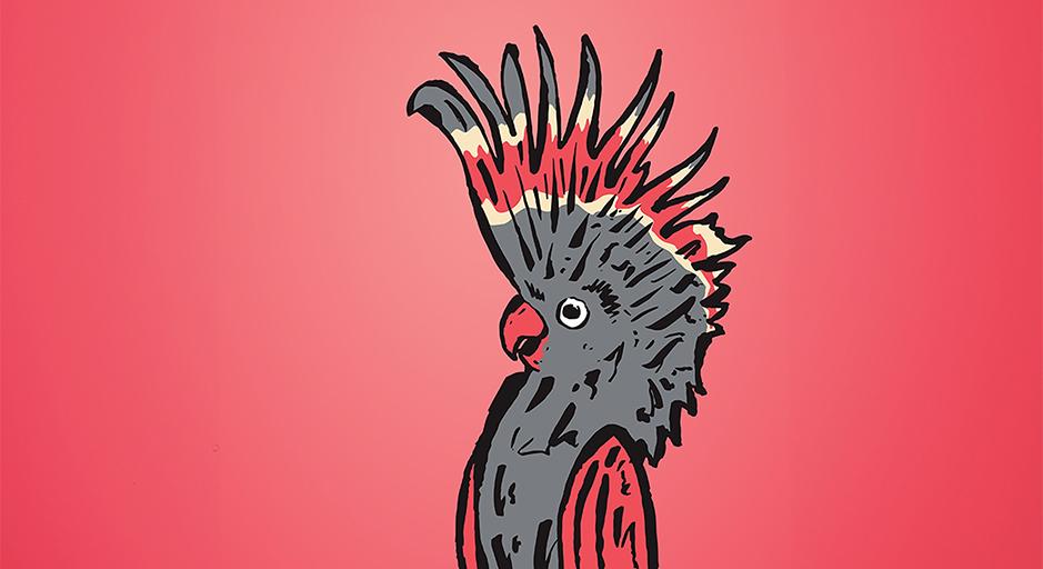 An illustration of a pink and grey galah, with a pink background