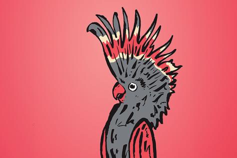 An illustration of a pink and grey galah, with a pink background