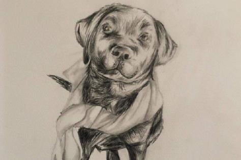 Pet Portrait drawing in Charcoal