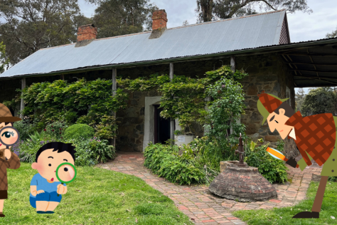 An image of Schwerkolt Cottage, a historic stone cottage with a corrugated iron roof and a verandah. There is a wisteria vine covering the front of the cottage with lots of green foliage. There is a red brick path surrounding the cottage. In the foregroun